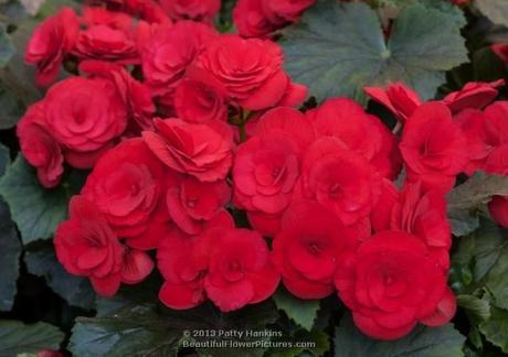 Barkos Winter Flowering Begonia © 2013 Patty Hankins