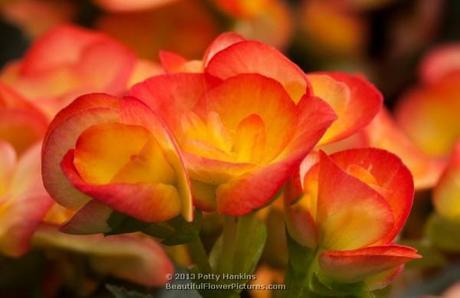 Carneval Winter Flowering Begonia © 2013 Patty Hankins