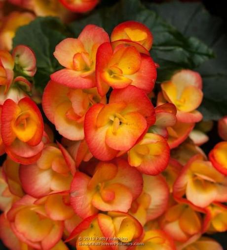 Carneval Winter Flowering Begonia © 2013 Patty Hankins