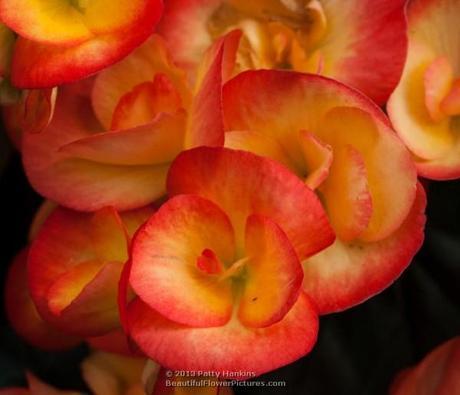 Carneval Winter Flowering Begonia © 2013 Patty Hankins