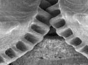 Researchers Find Gears Nature