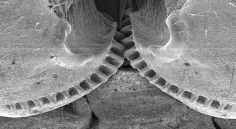 Scientists find gears on planthopper insects