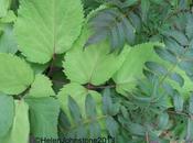 Foliage Follow September 2013