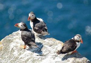 Puffin002