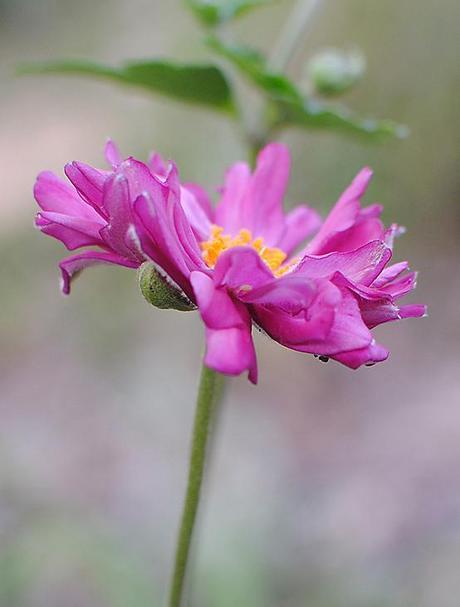 Anemone hupehensis 'Pamina' blossom