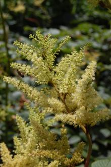 Astilbe grandis Flower (27/07/2013, Kew Gardens, London)