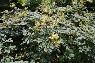 Astilbe grandis (27/07/2013, Kew Gardens, London)