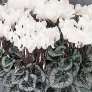 white cyclamen in flower from plant me now