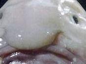 Blobfish Wins Ugliest Endangered Animal Competition