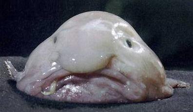 Blobfish Wins Ugliest Endangered Animal Competition