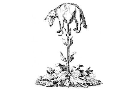 Legend Of The Vegetable Lamb Of Tartary