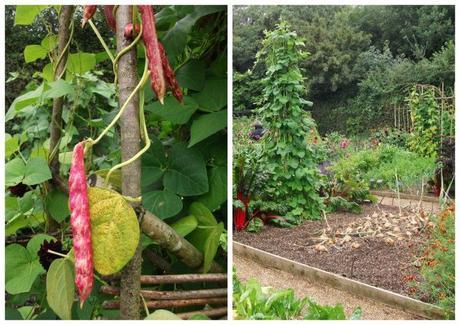 vegetable garden (1024x724)