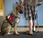 Dogs Help Stressed U.S. Military Veterans Cope with Civilian Life