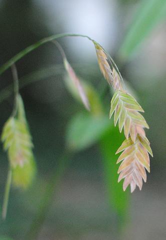 Northern sea oats, Chasmanthium latifolium seed head