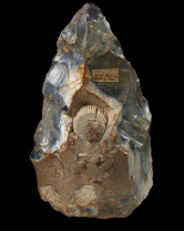 A rare handaxe with a shell embedded in the middle