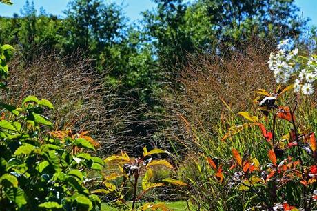 Enjoying the foliage colors