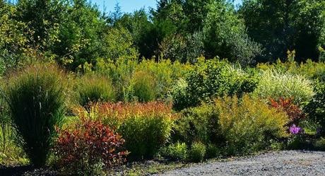 Enjoying the foliage colors