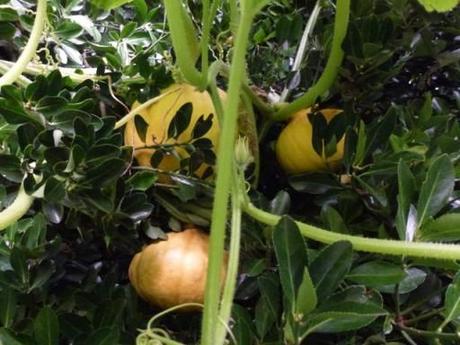 tree squash come harvest