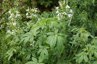 Cleome hassleriana 'White Queen' (27/07/2013, Kew Gardens, London)