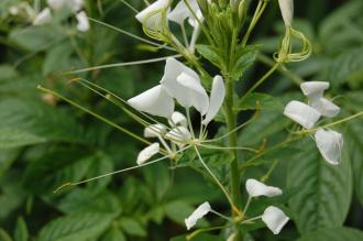 Cleome hassleriana 'White Queen' Flower (27/07/2013, Kew Gardens, London)