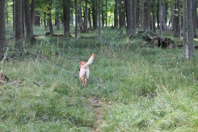 Following a Deer Trail