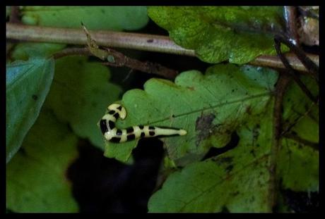 planaria / flatworm