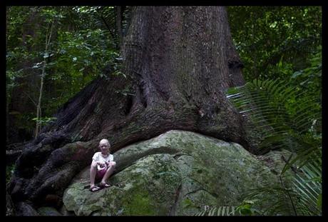 massive trees