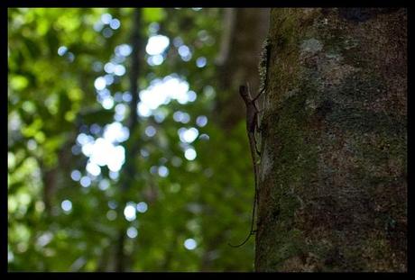 crazy looking lizard