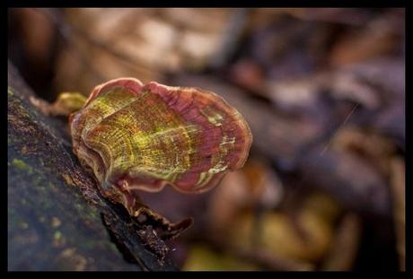 fungi!