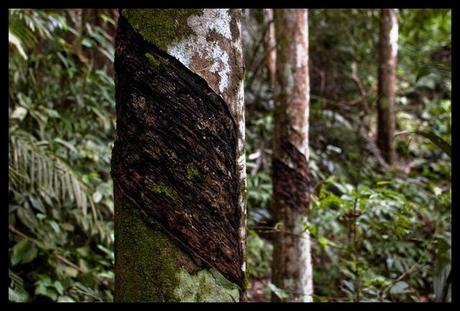 tapping rubber trees