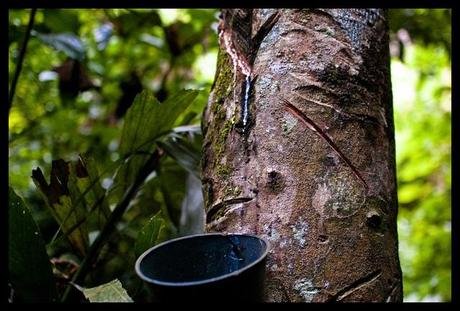 tapping rubber trees