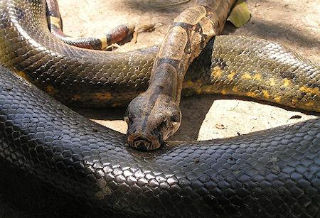 How To Survive An Anaconda Attack