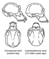 Australopithecine and chimp skulls, showing just some of the similarities between the two