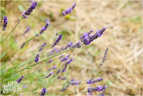 English lavender in a field. 