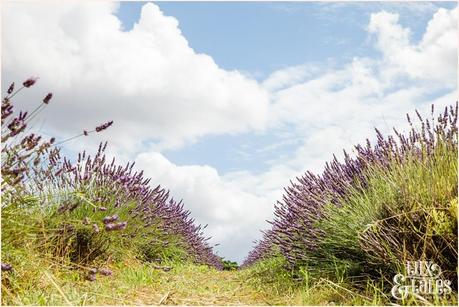UK lavender field 