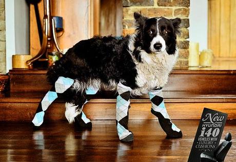 DOG Fashion Week Featuring Designer DOG Leggings!