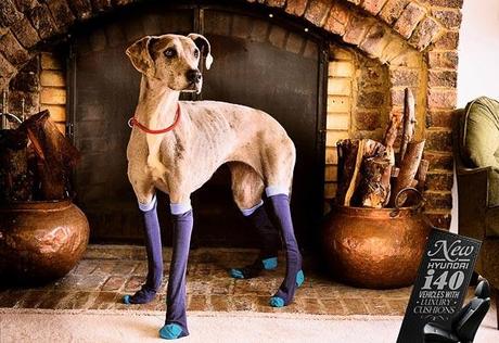 DOG Fashion Week Featuring Designer DOG Leggings!
