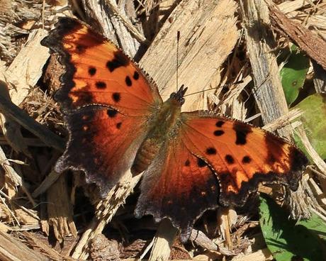 Butterfly hunting at the Horseshoe Bend Preserve