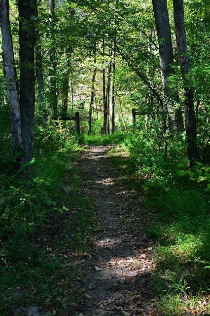 Butterfly hunting at the Horseshoe Bend Preserve