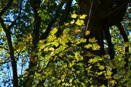 Butterfly hunting at the Horseshoe Bend Preserve