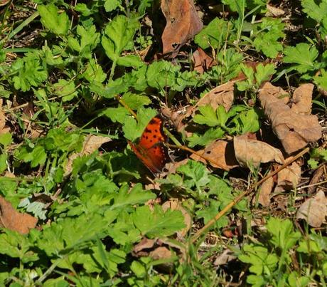 Butterfly hunting at the Horseshoe Bend Preserve