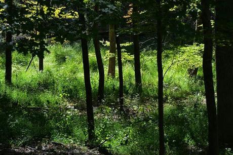 Butterfly hunting at the Horseshoe Bend Preserve