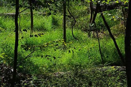 Butterfly hunting at the Horseshoe Bend Preserve