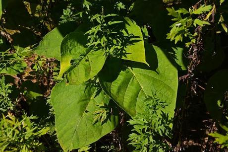 Butterfly hunting at the Horseshoe Bend Preserve