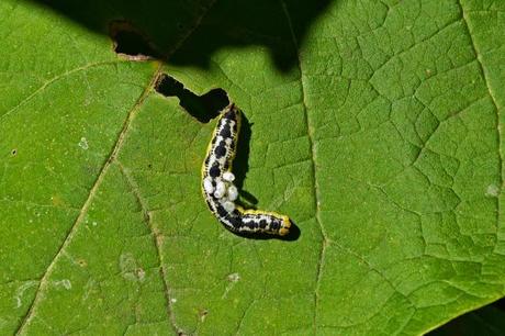 Butterfly hunting at the Horseshoe Bend Preserve