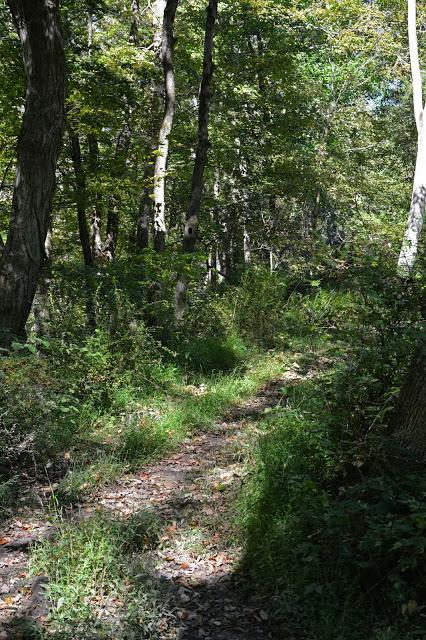 Butterfly hunting at the Horseshoe Bend Preserve