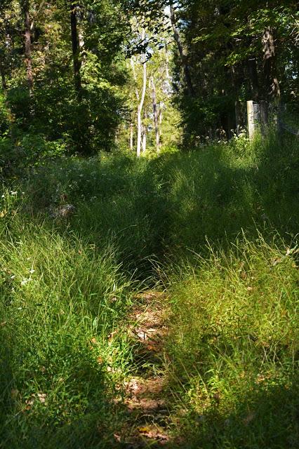 Butterfly hunting at the Horseshoe Bend Preserve