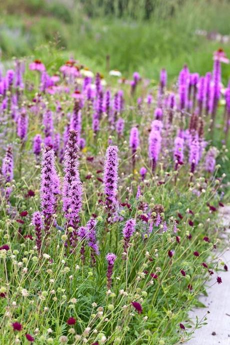 Prairie Gayfeathers  (Liatris spicata) and Crimson Knautia .  The Gayfeather  might also look great inter-planted with Coreopsis...