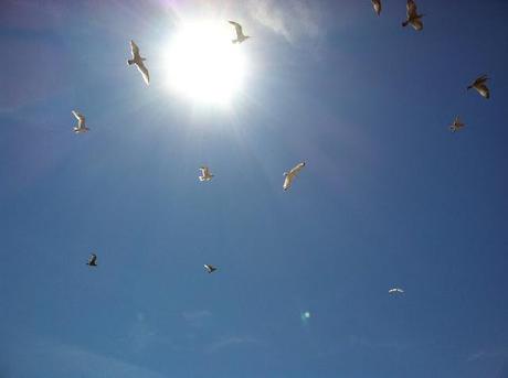 Seagulls-in-the-Sky-at-Robert-Moses