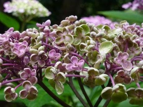 close up of hydrangea ayesha flower